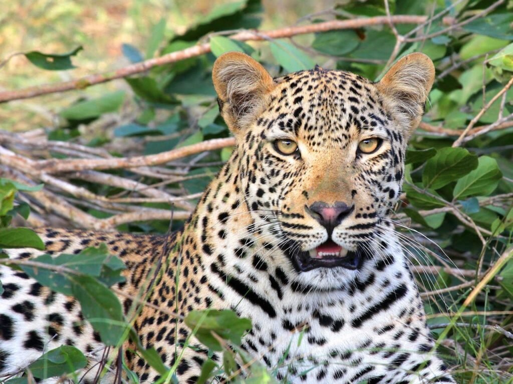 leopard tours