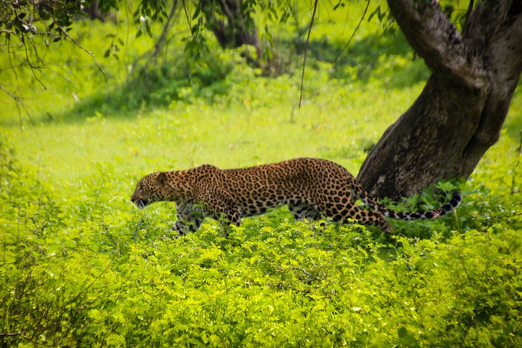 cultural tours in sri lanka