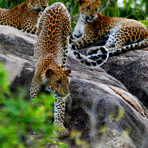 Wildlife & Nature Expedition – 15 Days in Sri Lanka